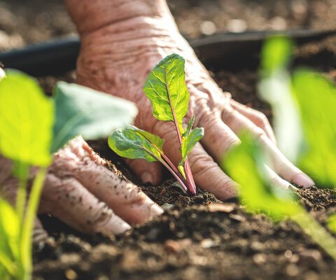 Farmer‚¥s,Hands,Planting,Kohlrabi,Seedling,In,Vegetable,Garden.,Gardening,At