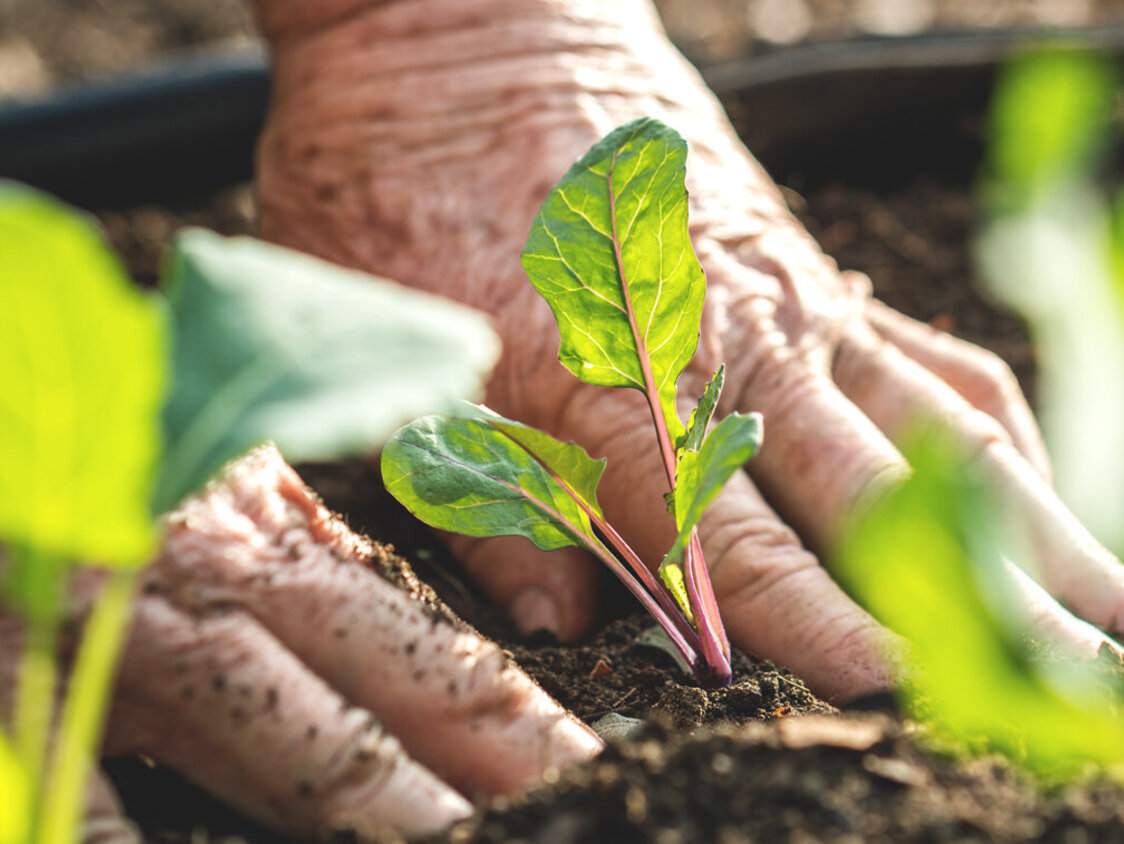 Farmer‚¥s,Hands,Planting,Kohlrabi,Seedling,In,Vegetable,Garden.,Gardening,At