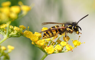 Eine Wespe sitzt auf einen gelben Blüte.