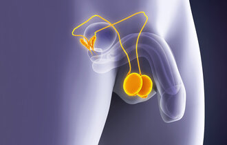 Human,Testicles,Anatomy.,3d,Rendering