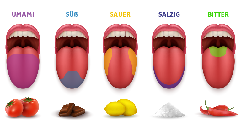Eine Abbildungen verschiedener Zungenregionen mit Kennzeichnung darin liegender Geschmacksnerven.