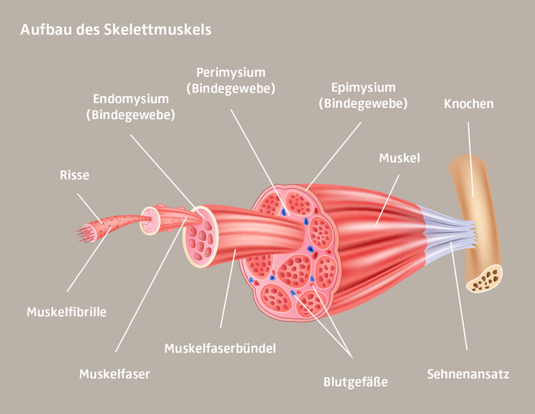 220315_shutterstock_404668558_Muskelkater Illustration der Anatomie der Skelettmuskulatur