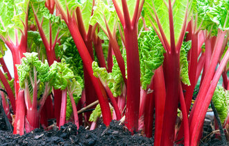 Close-up,Of,Rhubarb,Red,Stems,In,The,Vegetable,Garden,With