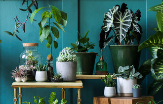 Viele verschiedene, grüne Pflanzen auf Tischen in unterschiedlichen Höhen vor einer petrolfarbenen Wand.
