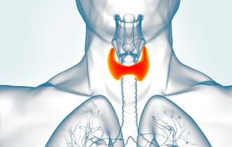 Thyroid,Gland,Anatomy,For,Medical,Concept,3d,Illustration