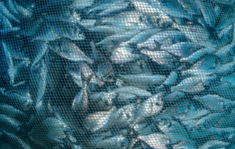 Fish,Farming,aquaculture,Nets.,Fishing,Industry
